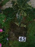 image of grave number 275138